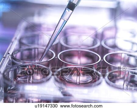 Stock Image - Cell sample being pipetted into multi well plate containing growth medium in laboratory. Fotosearch