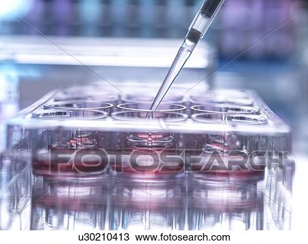 Stock Image - Cell sample being pipetted into multi well plate containing growth medium in laboratory. Fotosearch