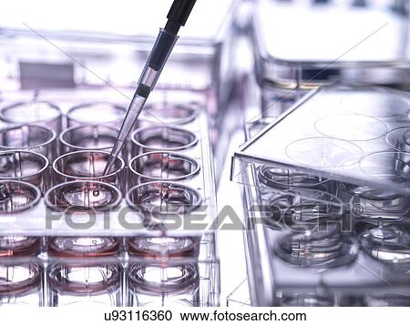 Cell sample being pipetted into multi well plate containing growth medium in laboratory View Large Photo Image Stock Image - Cell sample being pipetted into multi well plate containing growth medium in laboratory. Fotosearch
