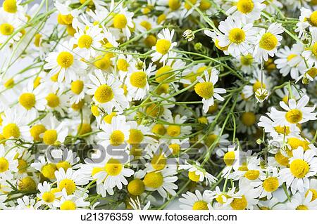 Stock Photo - Chamomile flowers. Fotosearch