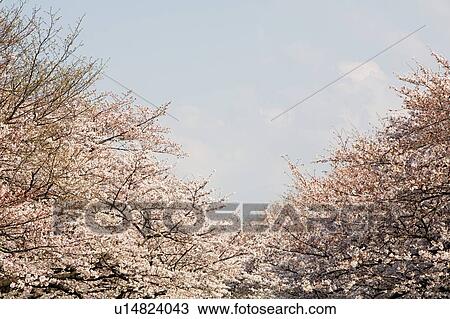 Stock Image - Cherry Trees in Bloom. Fotosearch