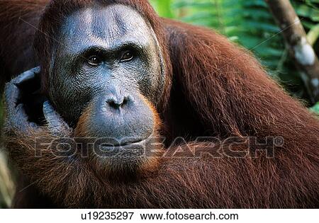 Stock Photo - Close up of an Orangutan in the wild. Fotosearch