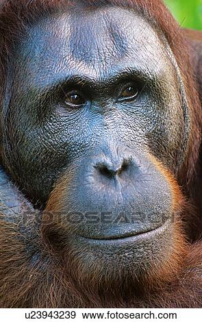 Close up of an Orangutan in the wild View Large Photo Image Stock Photo - Close up of an Orangutan in the wild. Fotosearch