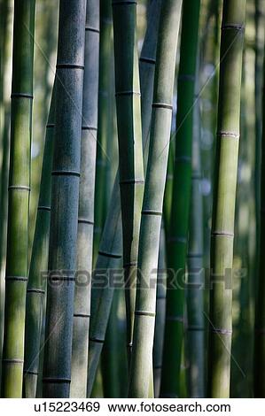 Stock Photo - Close up of bamboo vines. Fotosearch