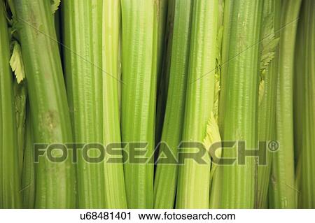Stock Image - Close-up of celery sticks. Fotosearch