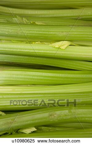 Close-up of celery sticks View Large Photo Image Stock Photography - Close-up of celery sticks. Fotosearch