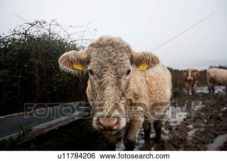 Stock Photograph - Close-up of Cow in muddy field. Fotosearch