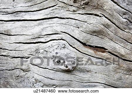Close up of cracked wood background View Large Photo Image Stock Image - Close up of cracked wood background. Fotosearch