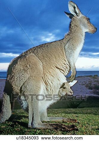 Stock Image - Close up of female kangaroo with baby in her pouch. Fotosearch
