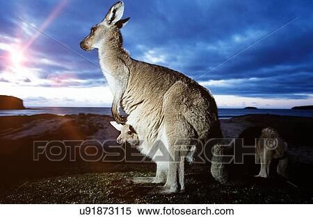 Stock Photography - Close up of female kangaroo with baby in her pouch. Fotosearch