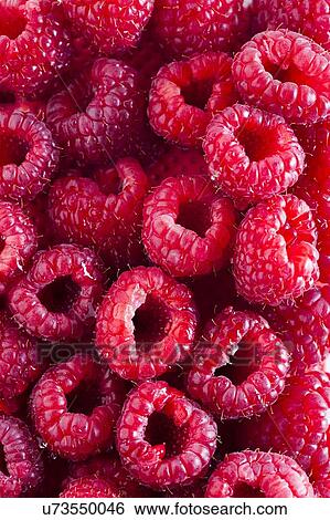 Close-up of fresh raspberries View Large Photo Image Stock Photograph - Close-up of fresh raspberries. Fotosearch