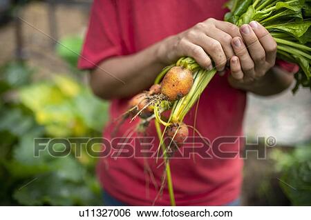 Close up of gardener holding freshly picked golden beetroot in organic vegetable garden View Large Photo Image Stock Photograph - Close up of gardener holding freshly picked golden beetroot in organic vegetable garden. Fotosearch