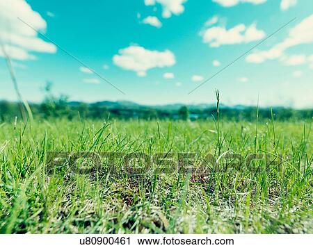 Close-up of grass View Large Photo Image Stock Image - Close-up of grass. Fotosearch