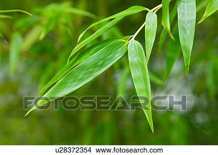 Picture - Close up of green plant leaves. Fotosearch