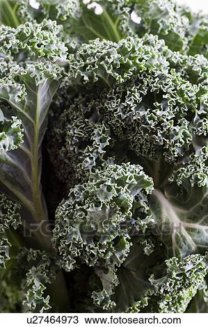 Stock Image - Close-up of kale leaves. Fotosearch