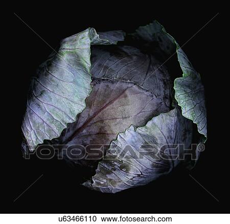 Stock Image - Close-up of purple cabbage studio shot. Fotosearch
