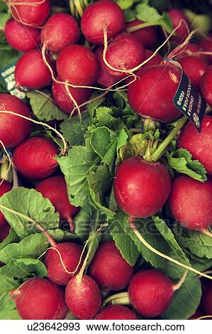 Stock Image - Close-up of raw radish on display in market. Fotosearch