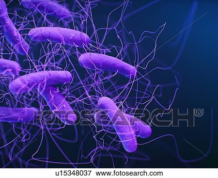 Clostridioides difficile bacteria, illustration View Large Photo Image Stock Photo - Clostridioides difficile bacteria, illustration. Fotosearch