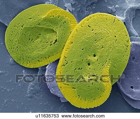Stock Image - Coccoliths, SEM. Fotosearch