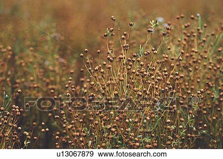 Stock Photo - Common flax (Linum usitatissimum). Fotosearch