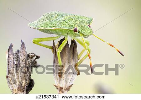 Stock Image - Common green shieldbug. Fotosearch