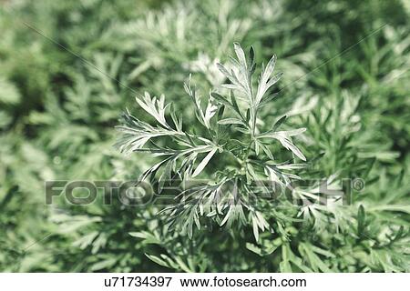 Common wormwood (Artemisia absinthium) View Large Photo Image Stock Photo - Common wormwood (Artemisia absinthium). Fotosearch