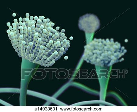 Stock Image - Condiophores of Aspergillus fungus, illustration. Fotosearch