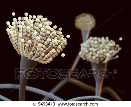 Condiophores of Aspergillus fungus, illustration View Large Photo Image Stock Image - Condiophores of Aspergillus fungus, illustration. Fotosearch