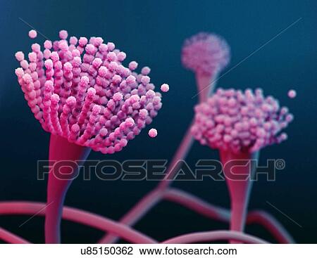 Condiophores of Aspergillus fungus, illustration View Large Photo Image Stock Image - Condiophores of Aspergillus fungus, illustration. Fotosearch