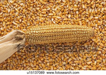 Corn cob and kernels View Large Photo Image Stock Photo - Corn cob and kernels. Fotosearch