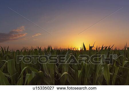 Corn field at sunset View Large Photo Image Stock Photo - Corn field at sunset. Fotosearch