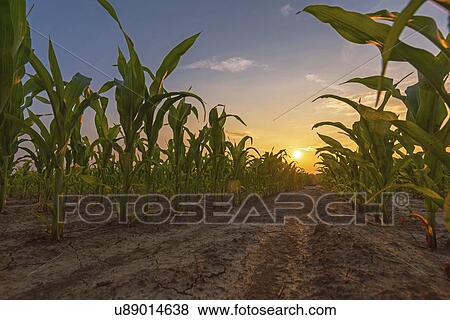 Stock Photo - Corn field at sunset. Fotosearch