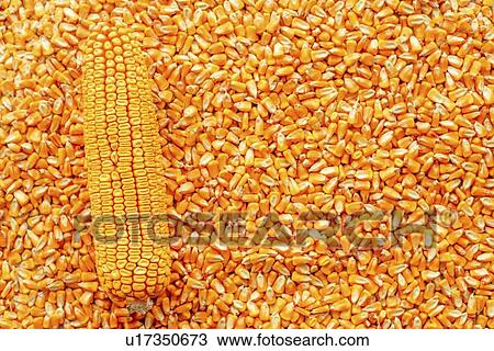 Corn on the cob View Large Photo Image Stock Image - Corn on the cob. Fotosearch