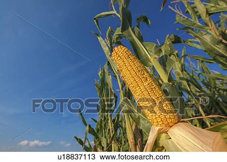 Corn on the cob View Large Photo Image Stock Image - Corn on the cob. Fotosearch