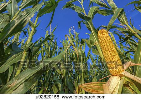 Stock Photo - Corn on the cob. Fotosearch