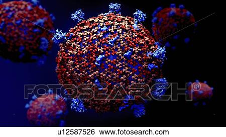 Coronavirus particles, illustration View Large Photo Image Stock Photograph - Coronavirus particles, illustration. Fotosearch
