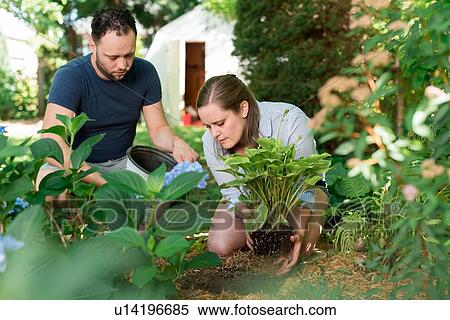 Couple gardening in backyard View Large Photo Image Stock Photography - Couple gardening in backyard. Fotosearch