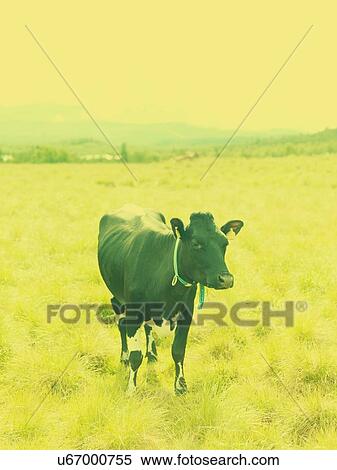 Stock Photography - Cow in field. Fotosearch