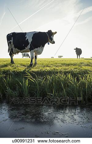 Stock Image - Cow standing by ditch, other cows on pasture in background, Wyns, Friesland, Netherlands. Fotosearch