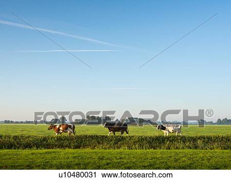 Cows walk to pasture after milking, Wyns, Friesland, Netherlands View Large Photo Image Stock Image - Cows walk to pasture after milking, Wyns, Friesland, Netherlands. Fotosearch
