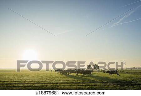 Stock Image - Cows walk to pasture after milking, Wyns, Friesland, Netherlands. Fotosearch