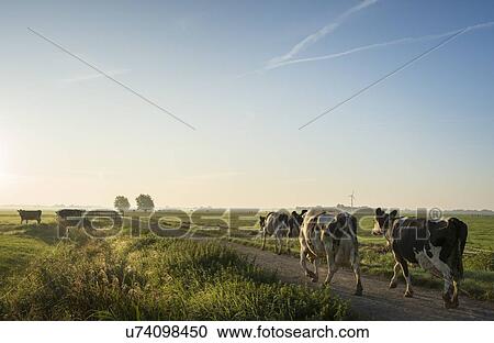 Cows walk to pasture after milking, Wyns, Friesland, Netherlands View Large Photo Image Stock Image - Cows walk to pasture after milking, Wyns, Friesland, Netherlands. Fotosearch