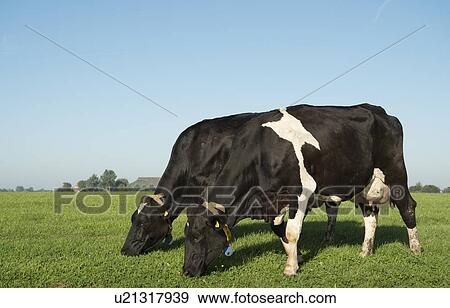 Cows walk to pasture after milking, Wyns, Friesland, Netherlands View Large Photo Image Stock Photo - Cows walk to pasture after milking, Wyns, Friesland, Netherlands. Fotosearch