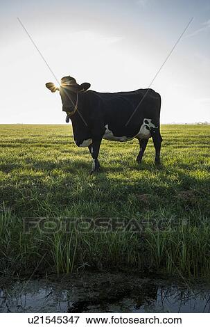 Cows walk to pasture after milking, Wyns, Friesland, Netherlands View Large Photo Image Stock Photo - Cows walk to pasture after milking, Wyns, Friesland, Netherlands. Fotosearch
