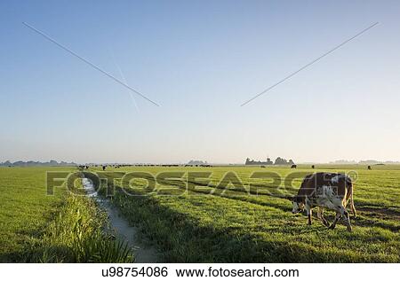 Cows walk to pasture after milking, Wyns, Friesland, Netherlands View Large Photo Image Stock Photograph - Cows walk to pasture after milking, Wyns, Friesland, Netherlands. Fotosearch