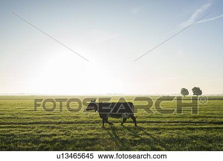 Stock Photography - Cows walk to pasture after milking, Wyns, Friesland, Netherlands. Fotosearch