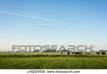 Cows walk to pasture after milking, Wyns, Friesland, Netherlands View Large Photo Image Stock Photography - Cows walk to pasture after milking, Wyns, Friesland, Netherlands. Fotosearch