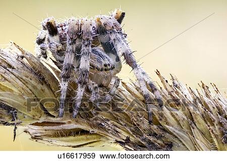 Stock Photo - Cross orbweaver spider. Fotosearch