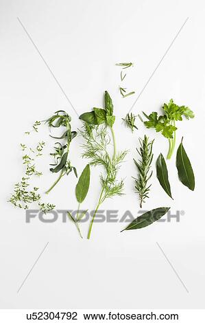 Culinary herbs View Large Photo Image Stock Image - Culinary herbs. Fotosearch