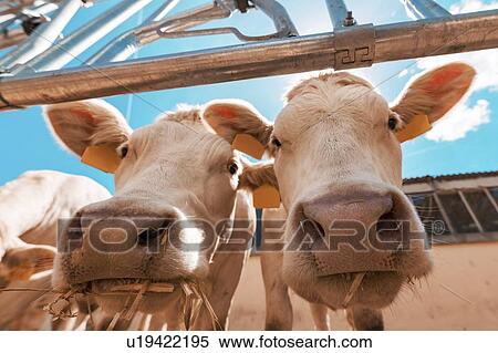 Curious cows on dairy cattle farm View Large Photo Image Stock Photography - Curious cows on dairy cattle farm. Fotosearch